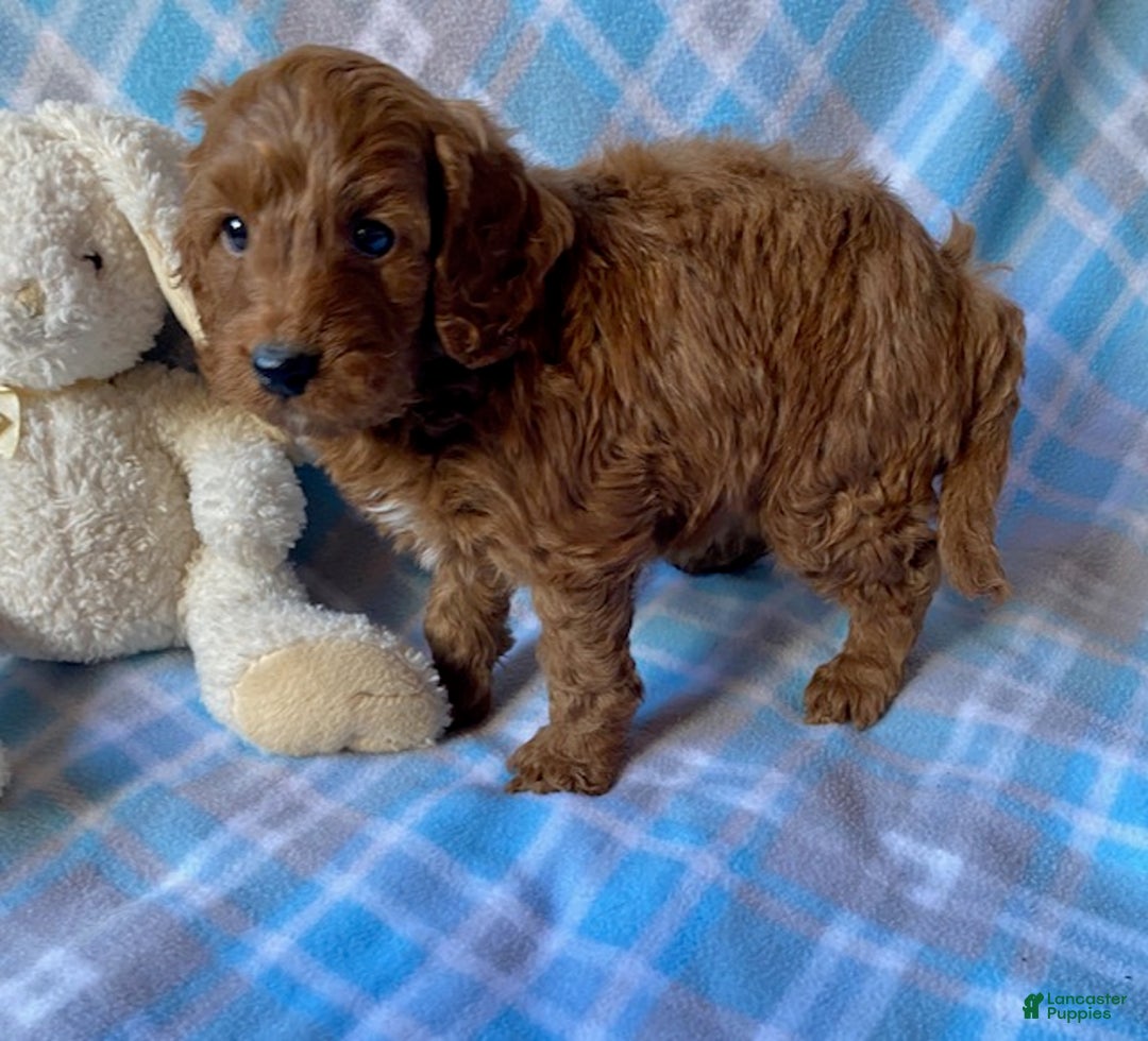 Mini Goldendoodle dogs for sale: Charlie - Ad 2