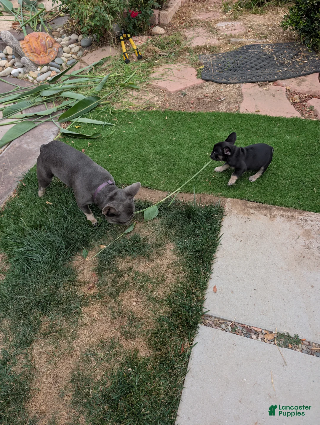 French Bulldog dogs for sale: French Bulldog Puppy 1 - Ad 2