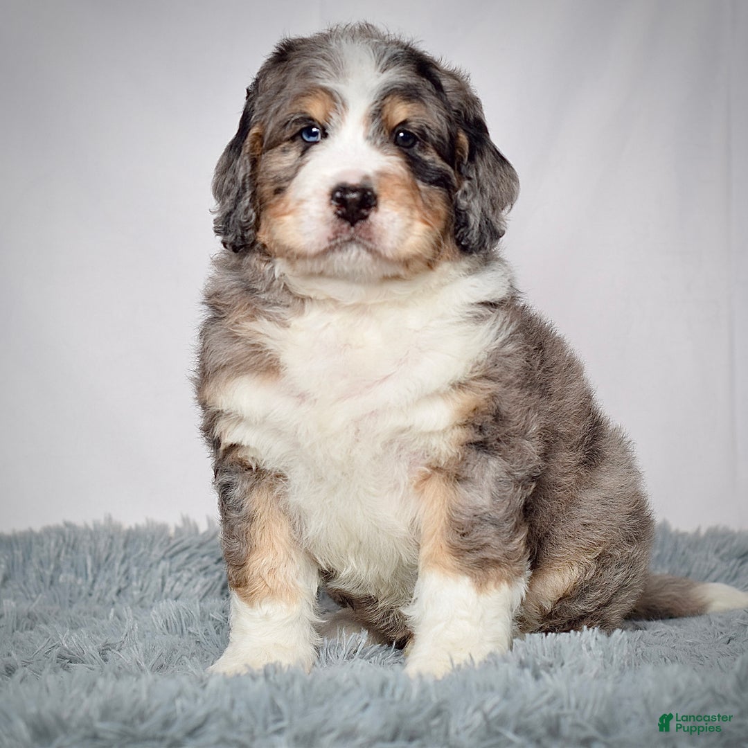 Bernedoodle dogs for sale: Mr. Sammy - Ad 2