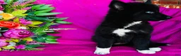 Siberian Husky dogs for sale: Zara  - Ad 4