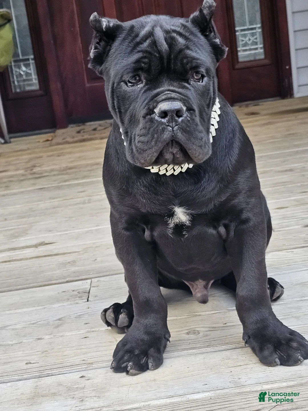 Cane Corso dogs for sale: ZEUS - Ad 21
