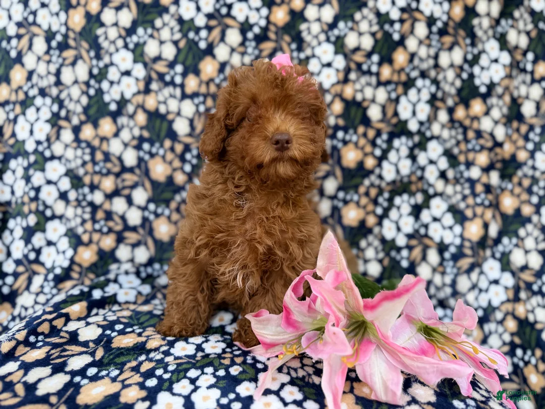 Cavapoo dogs for sale: Maggie - Ad 8
