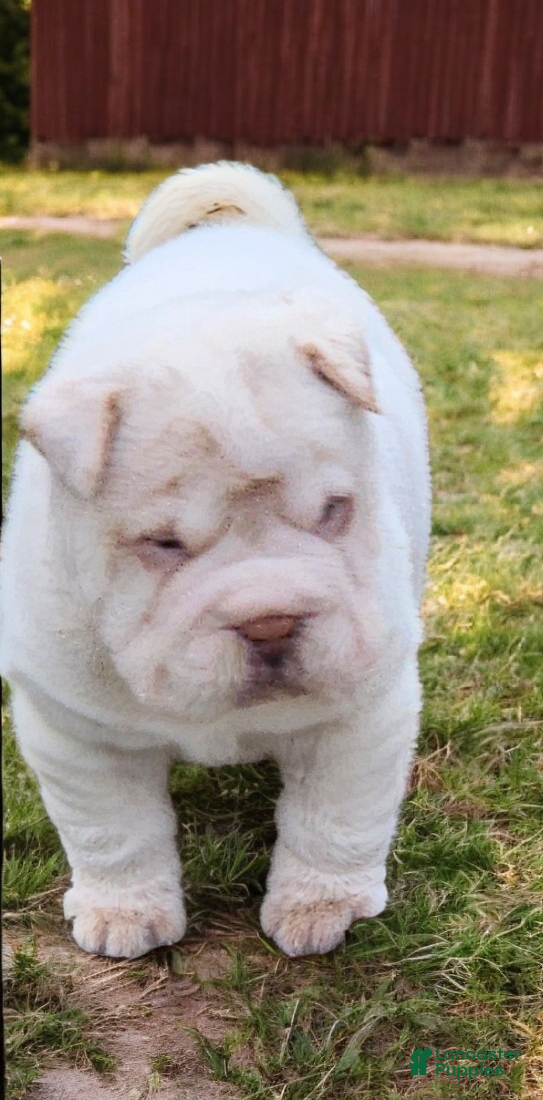 Shar Pei dogs for sale: Blizzard mini - Ad 10