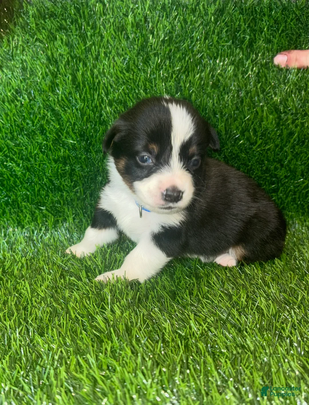 Mixed Breed dogs for sale: Auggie Male Tri - Ad 2