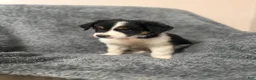 Australian Shepherd dogs for sale: Dobby - Ad 3