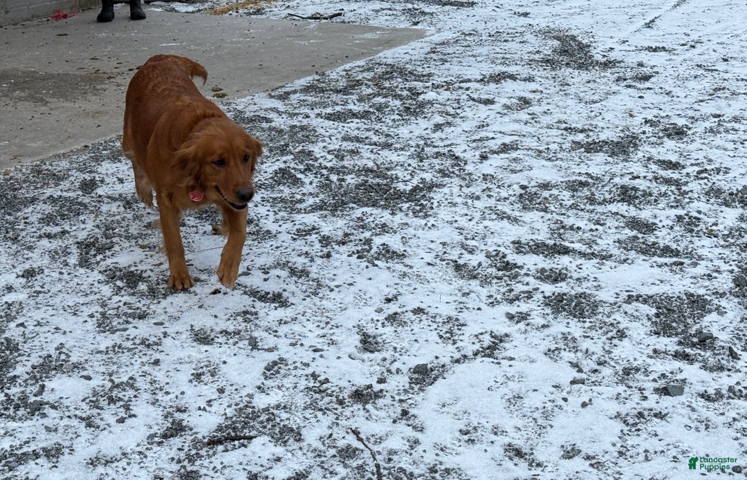 Golden Retriever dogs for sale: Susie - Ad 11