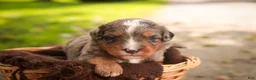 Mini Bernedoodle dogs for sale: Colt F1 Mini Bernedoodle  - Ad 12