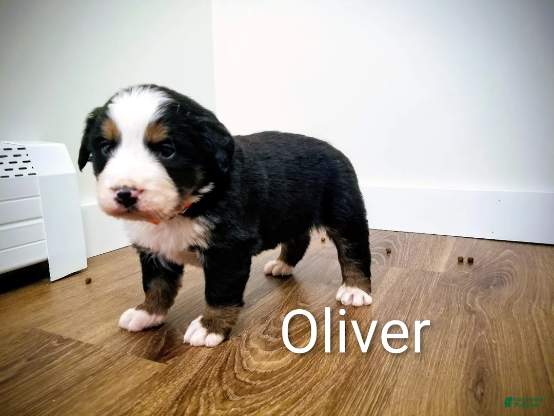 Bernese Mountain Dog dogs for sale: Bernese Mountain Dog Puppy 1 - Ad 1