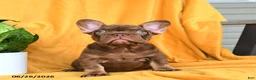 French Bulldog dogs for sale: Kona - Ad 8