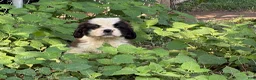 Saint Bernard dogs for sale: Dove - Ad 1