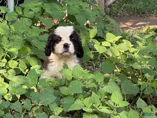 Saint Bernard dogs Dove - Ad 26