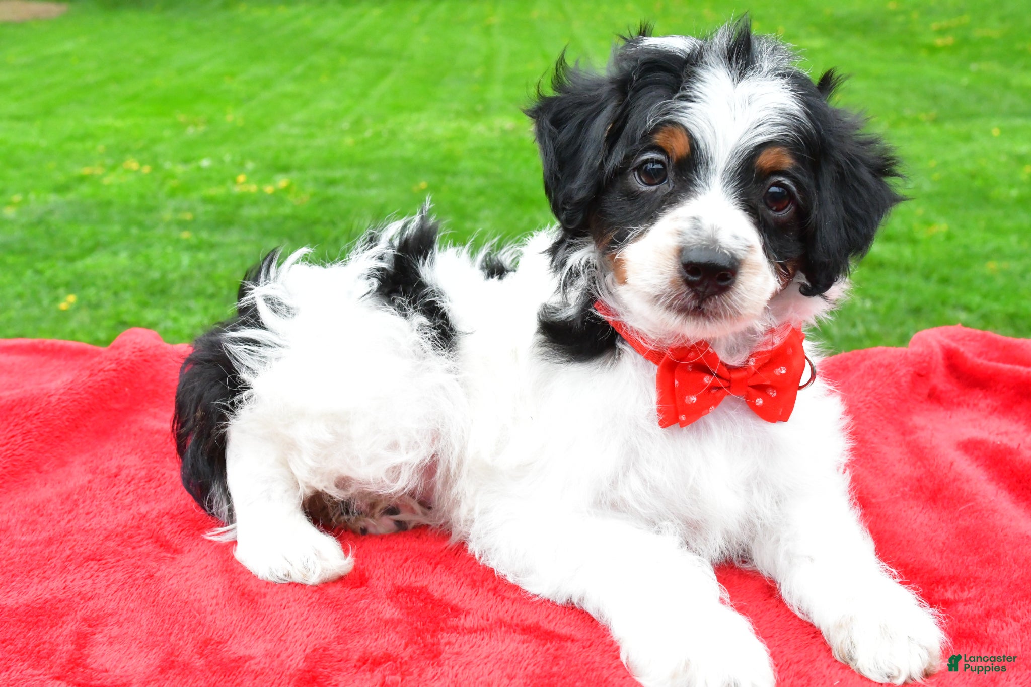 Mini Aussiedoodle dogs Max - Ad 1