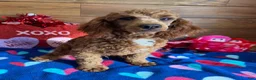 Toy Poodle dogs for sale: Atlas - Ad 2