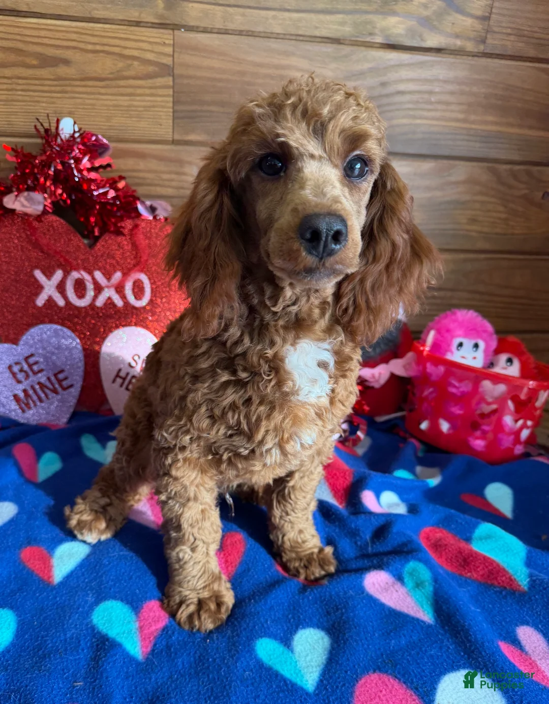 Toy Poodle dogs for sale: Atlas - Ad 2