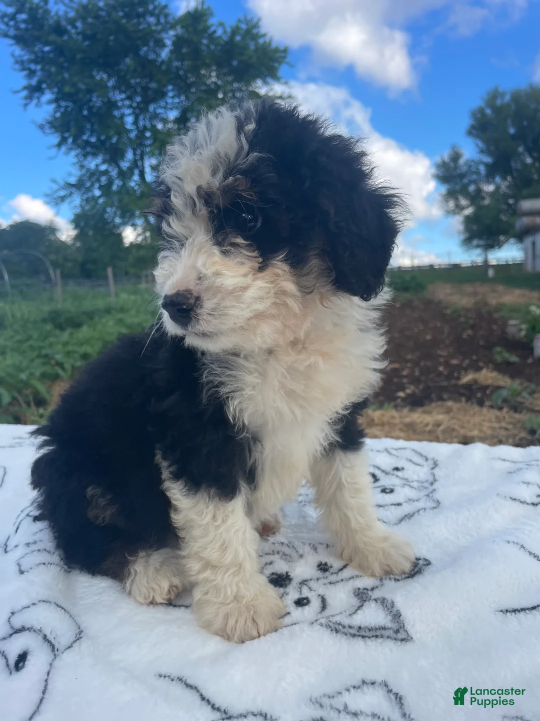 Mini Bernedoodle dogs for sale: Teddy - Ad 2