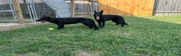 German Shepherd dogs for sale: German Shepherd Puppy 3 - Ad 2