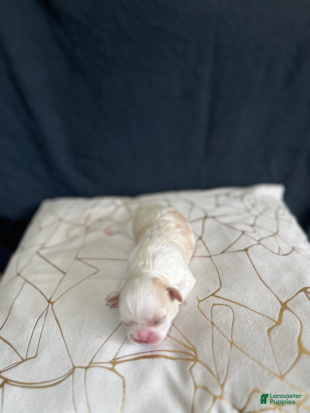 Shih Tzu dogs for sale: Oakley - Ad 4