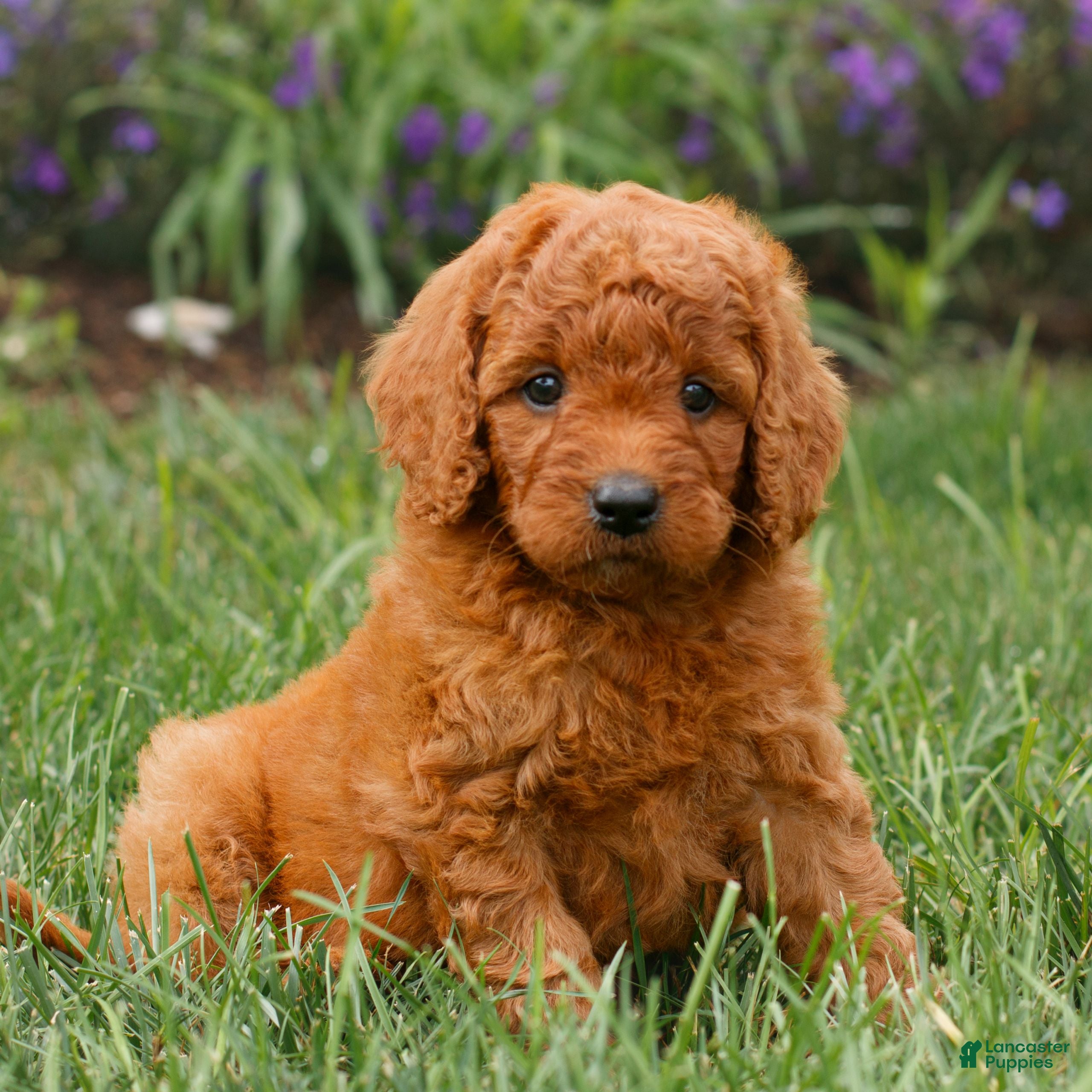 Miniature Labradoodle dogs Fiona  - Ad 2