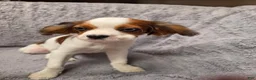 Cavalier King Charles Spaniel dogs for sale: Cavalier King Charles Spaniel 3 - Ad 7