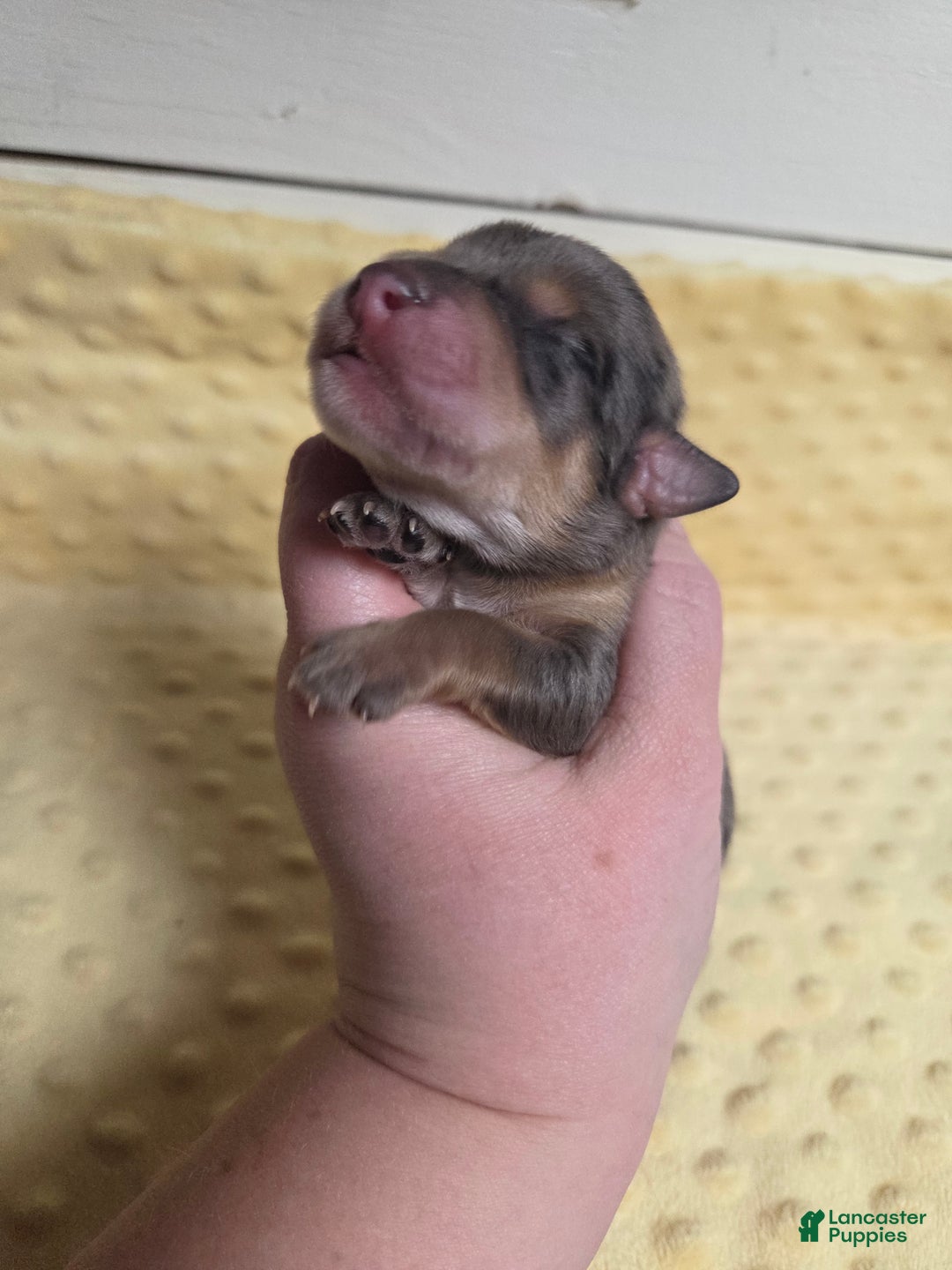 Mixed Breed dogs for sale: Frosty - Ad 3