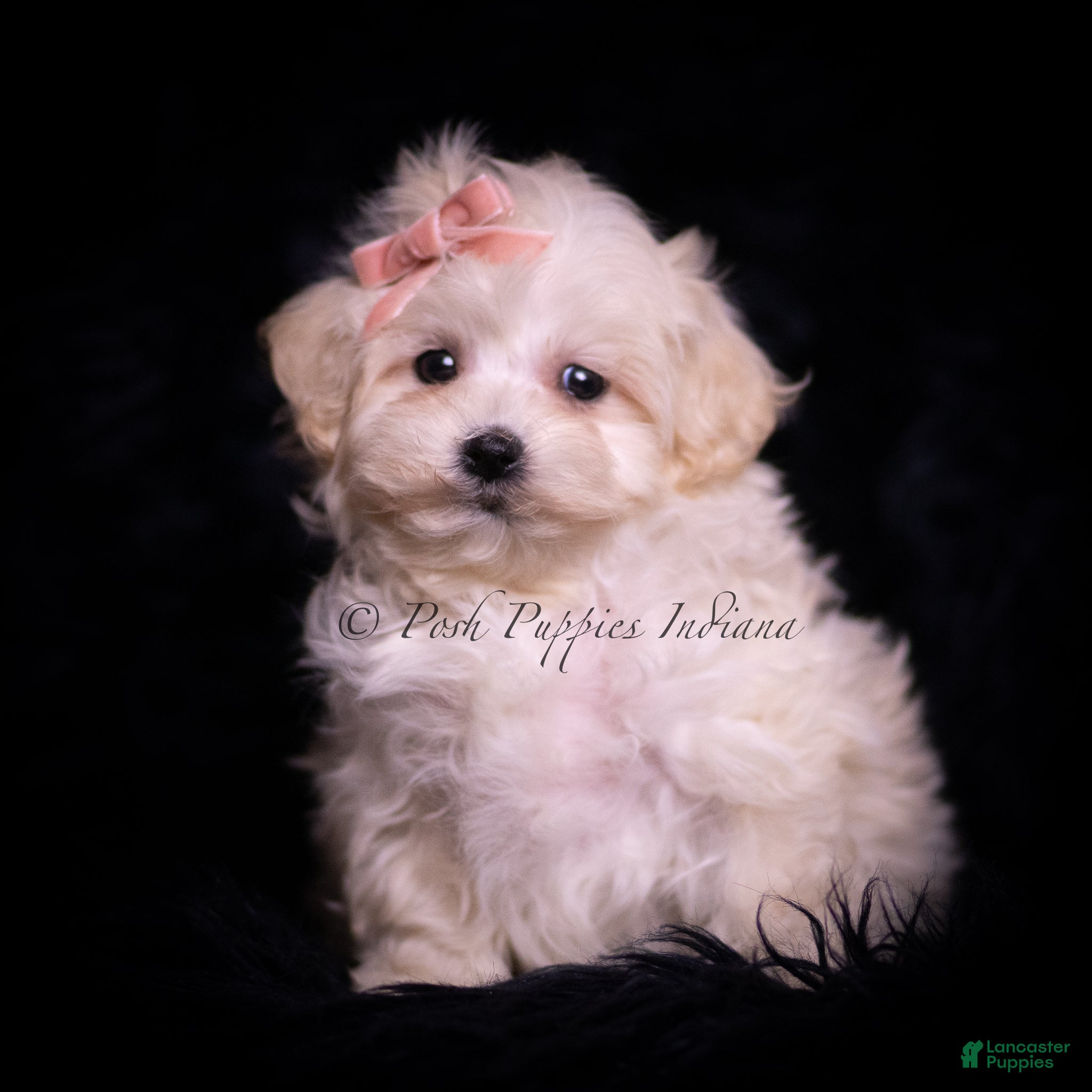 Maltipoo dogs Mimi - Ad 36