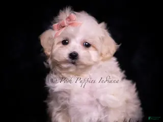 Maltipoo dogs Mimi - Ad 36