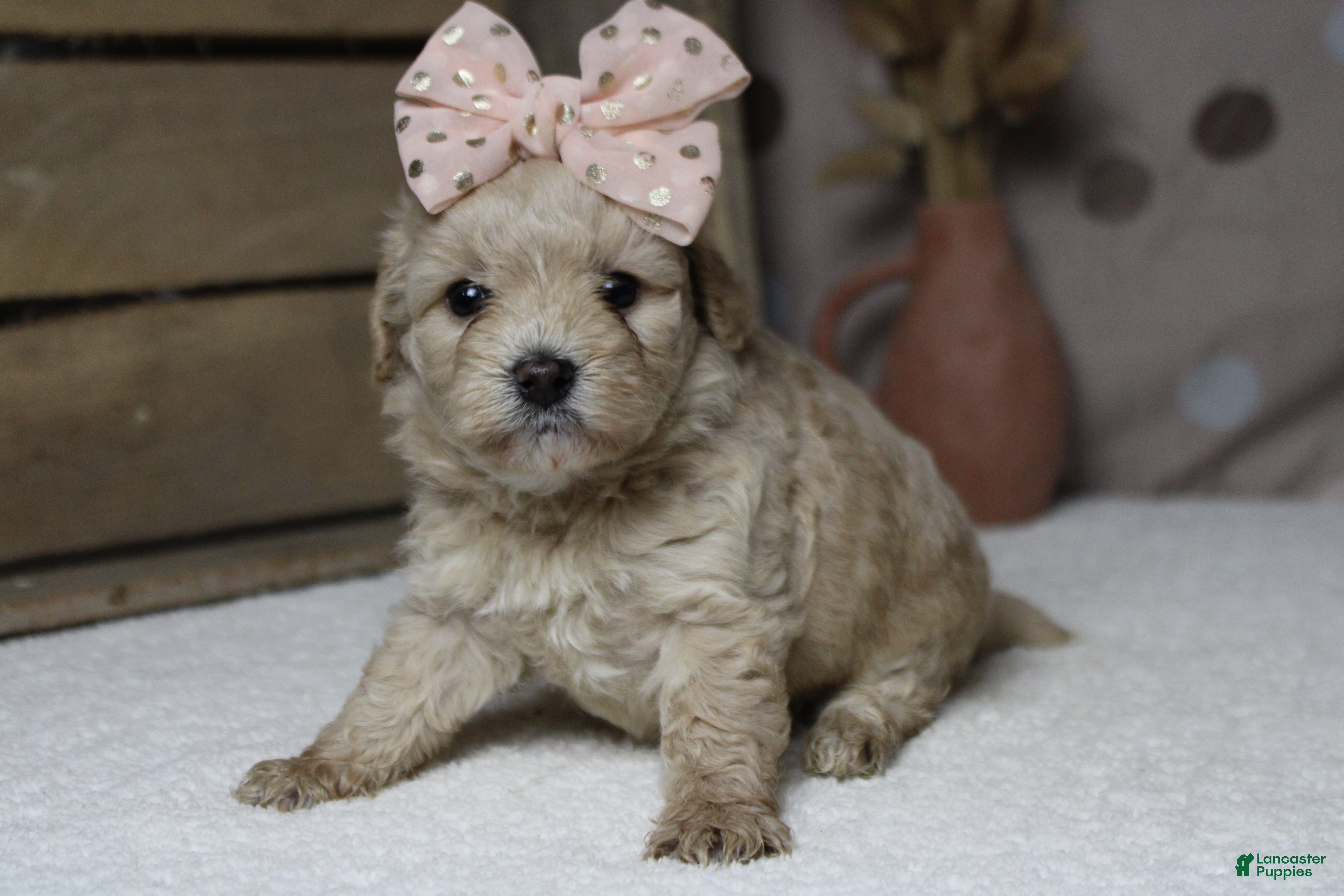 Havapoo dogs Veruca  - Ad 1