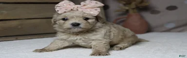 Veruca 