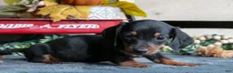 Miniature Dachshund dogs for sale: Benjamin - Ad 3