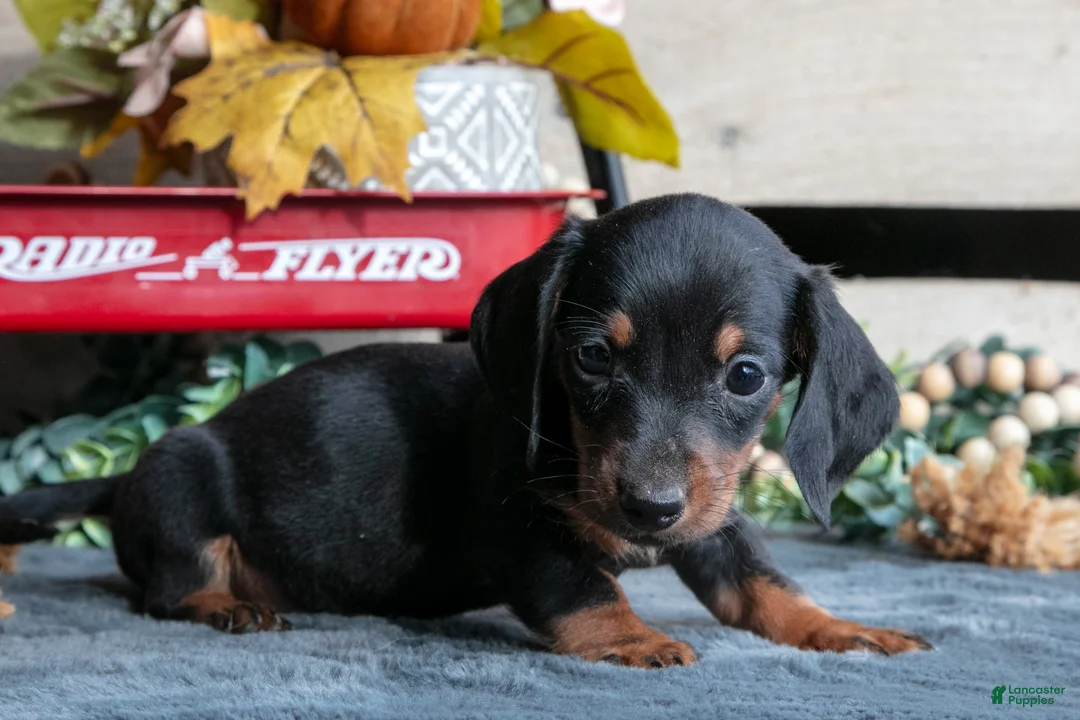 Miniature Dachshund dogs for sale: Benjamin - Ad 3