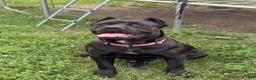 Cane Corso dogs for sale: Zinnia  - Ad 7