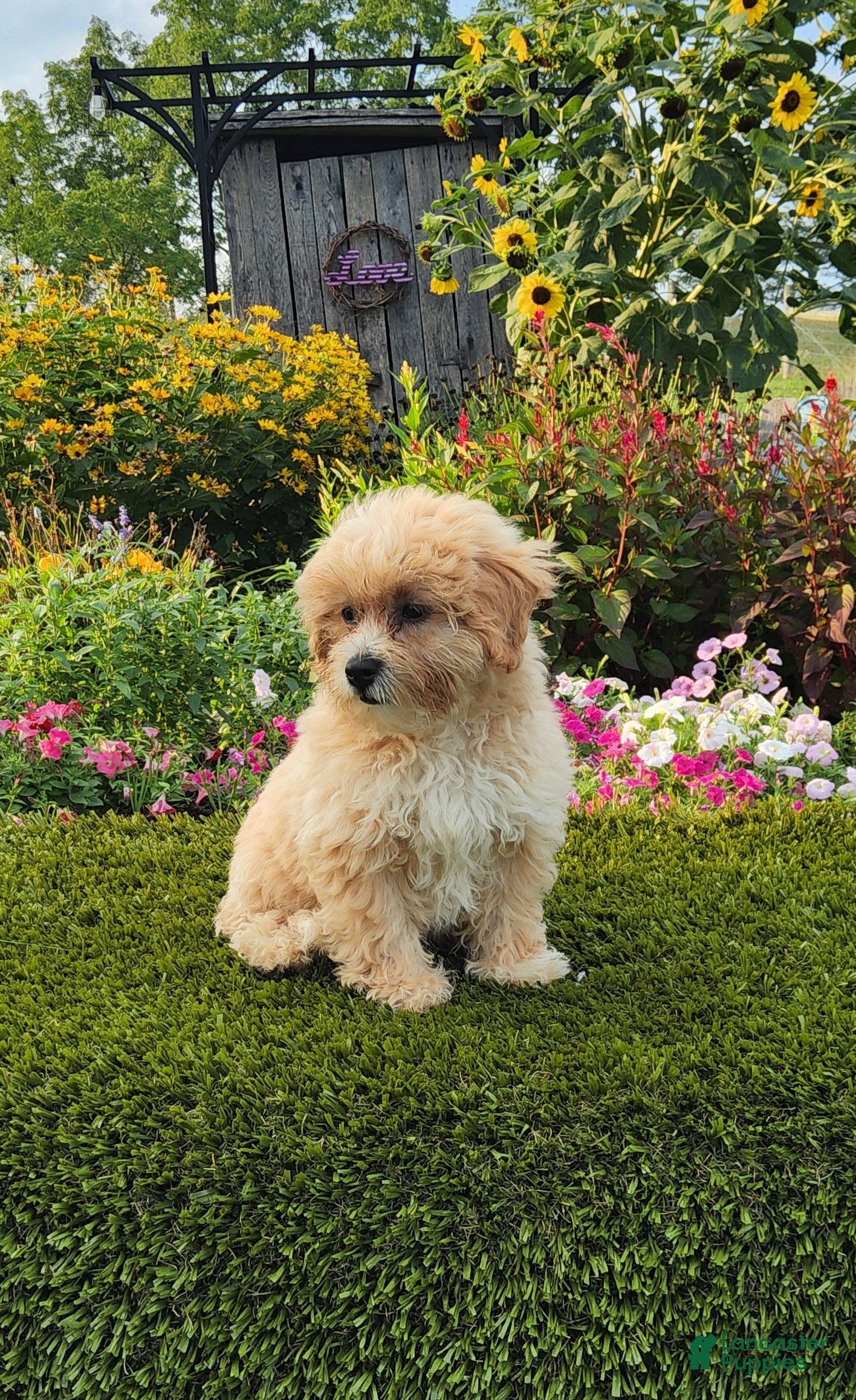 Havapoo dogs Asher - Ad 1