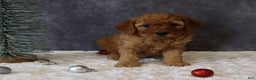 Mini Goldendoodle dogs for sale: Molly - Ad 1