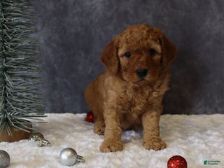 Mini Goldendoodle dogs Molly - Ad 33
