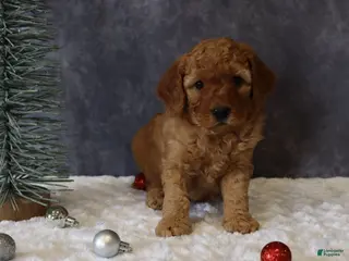 Mini Goldendoodle dogs Molly - Ad 42