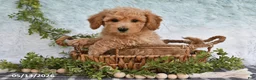 Bichpoo dogs for sale: Hugo - Ad 3