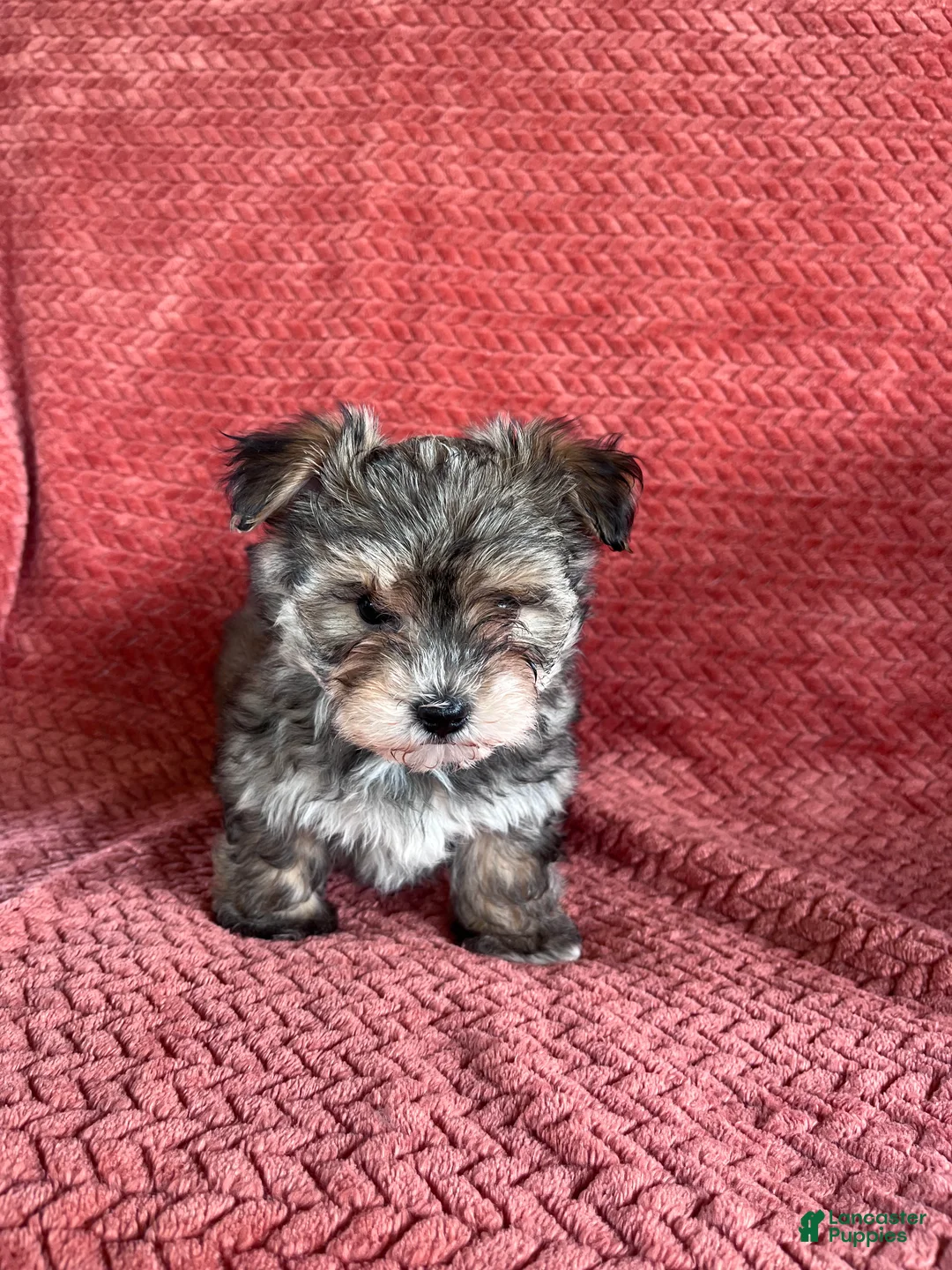 Morkie dogs for sale: Theo  - Ad 3