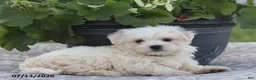 Maltese dogs for sale: Arlene - Ad 7