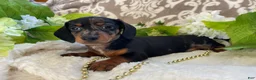 Miniature Dachshund dogs for sale: Ezra - Ad 7
