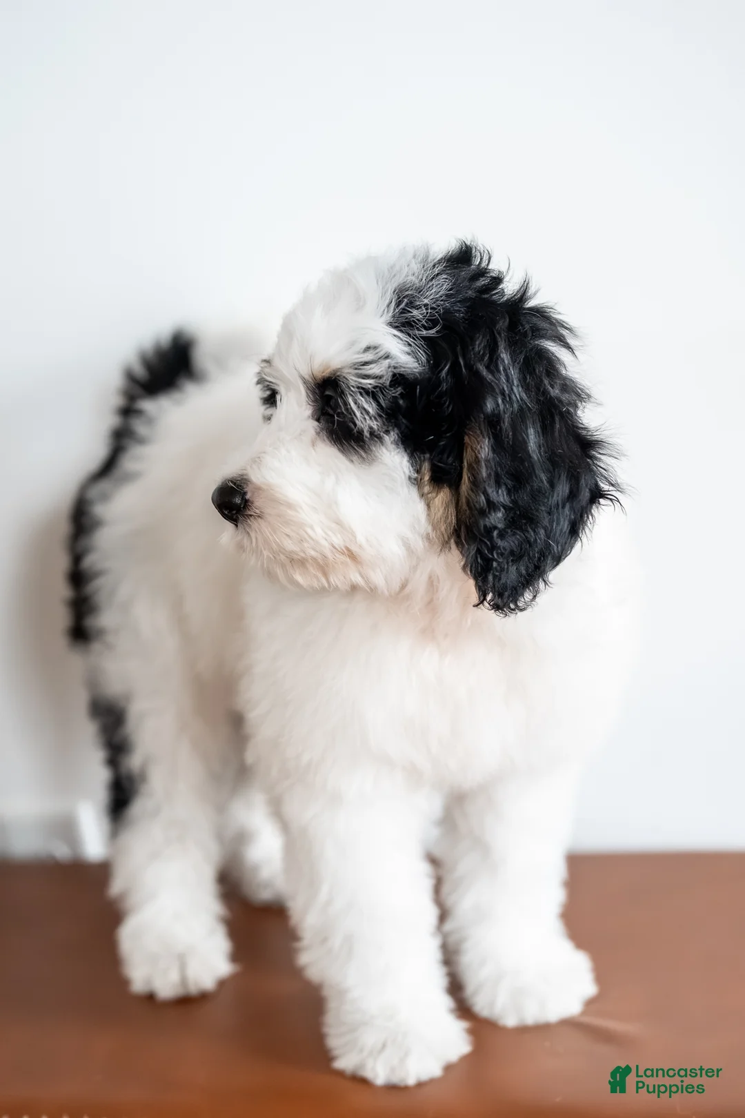 Bernedoodle dogs for sale: Eleanor - Ad 5