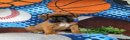 Boxer dogs for sale: Tye - Ad 3