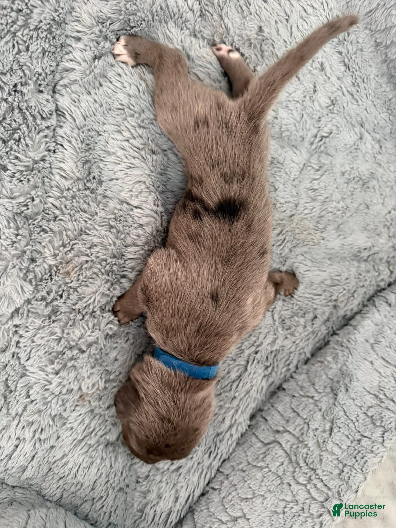 Mixed Breed dogs Blue - Ad 6