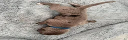 Mixed Breed dogs for sale: Blue - Ad 1