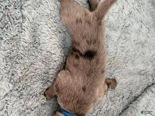 Mixed Breed dogs Blue - Ad 34