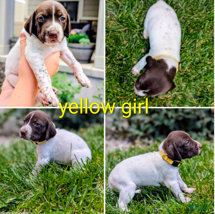 German Shorthaired Pointer dogs Yellow Female - Ad 2