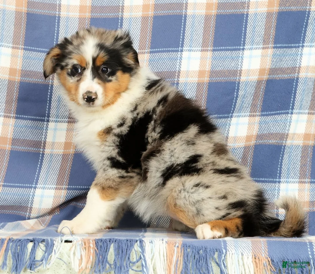 Australian Shepherd dogs for sale: Mae - Ad 2
