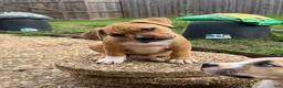American Bully dogs for sale: CoCo - Ad 10