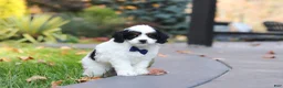 Cavapoo dogs for sale: Waylon - Ad 3