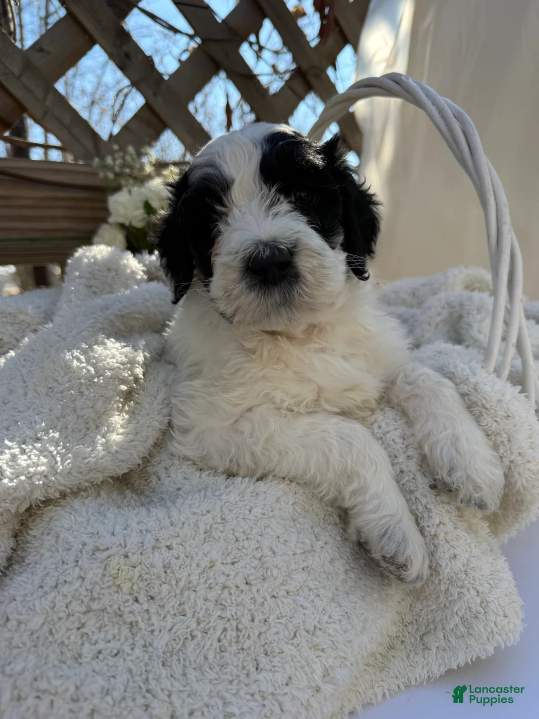 Mixed Breed dogs for sale: Lola - Ad 2