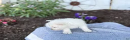 West Highland Terrier dogs for sale: Bandit - Ad 11